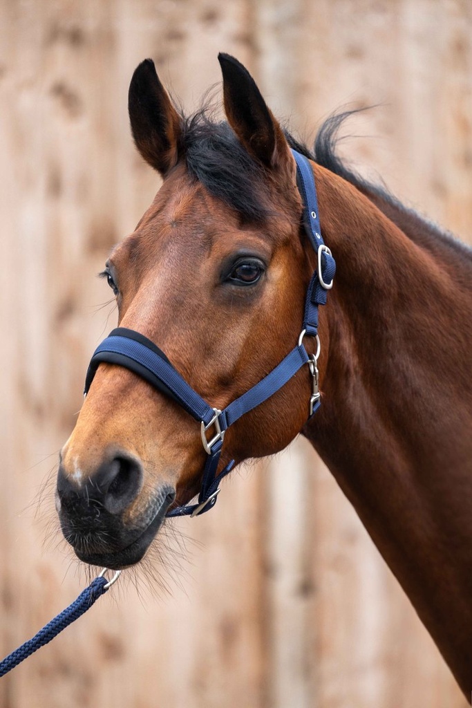 Licol -Samantha- - Bleu foncé (2)
