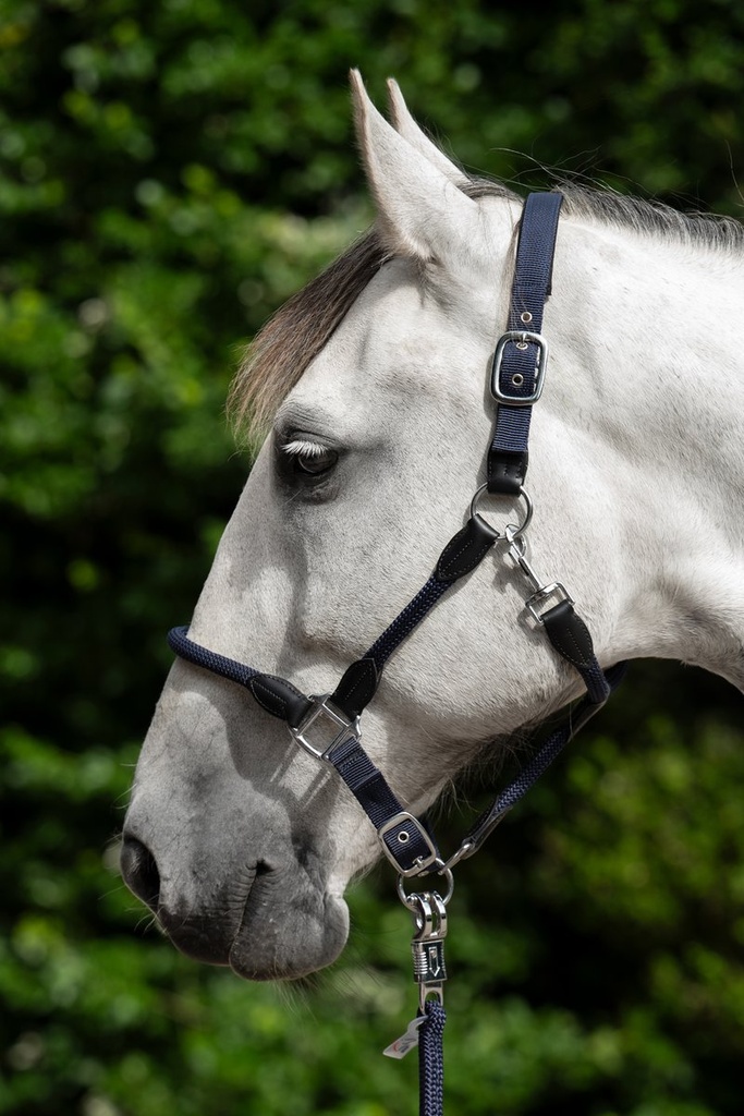 Licol -Carlotta- - Bleu foncé (2)