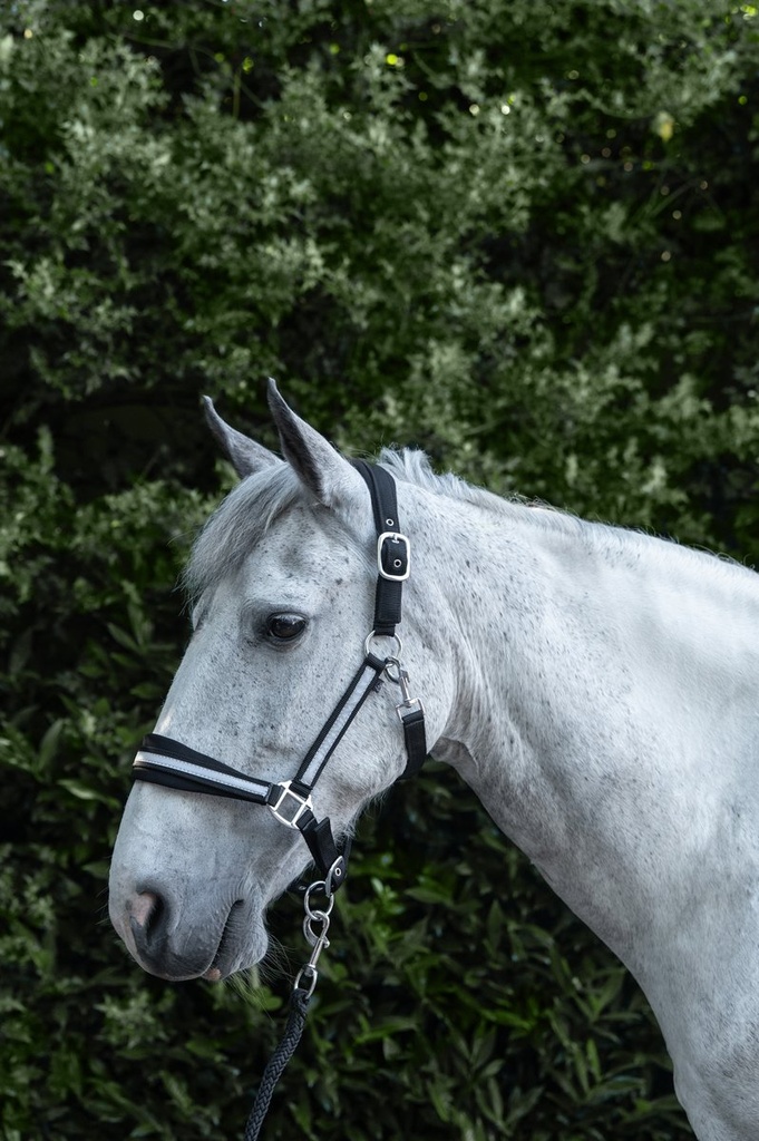 Licol -Reflective- - Noir/argenté (2)