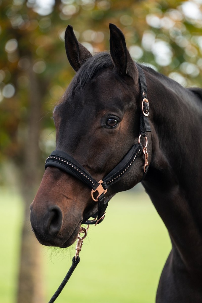 Licol -Berry- - Noir/or rose (2)