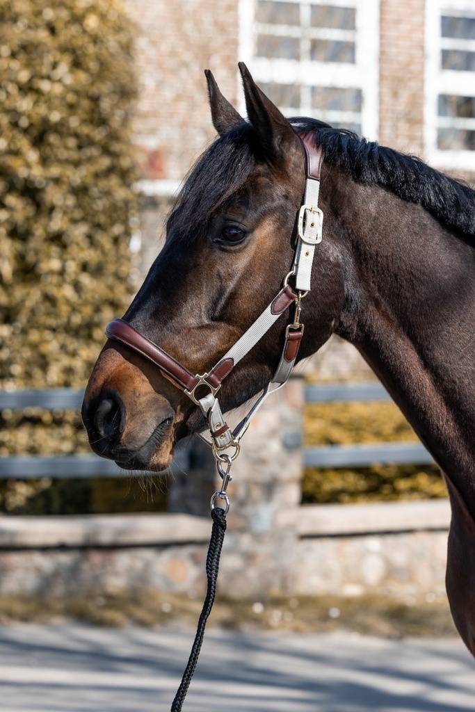 Licol -Luna- cuir et nylon - Beige/marron (2)