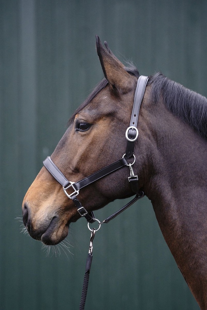 Licol en cuir -Economic- - Noir (2)