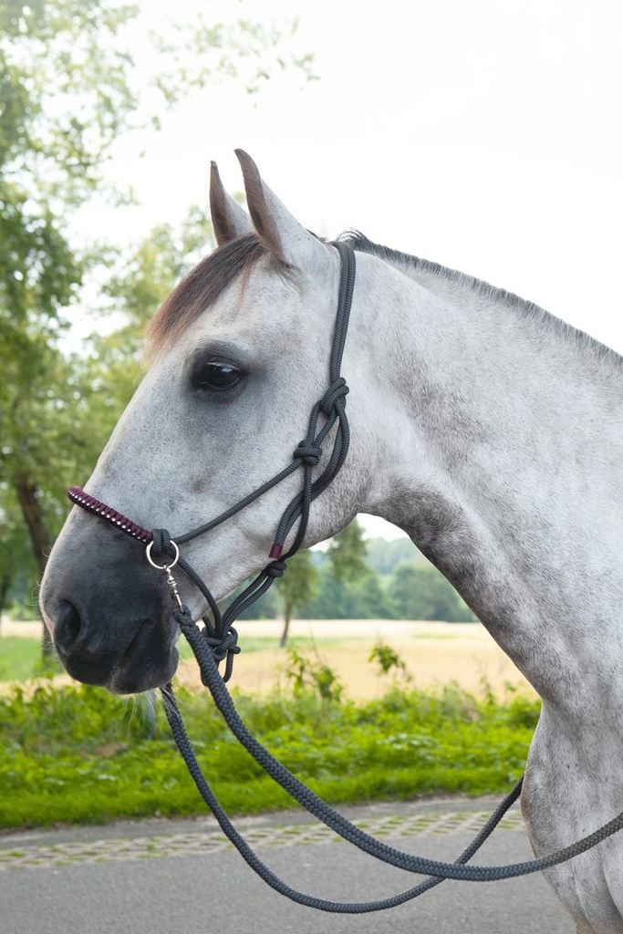 Licol nodal -Deko- avec rênes/ - Gris/raisin (3)