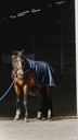 Chemise marcheur EQUITHÈME "Classic 1200D"
