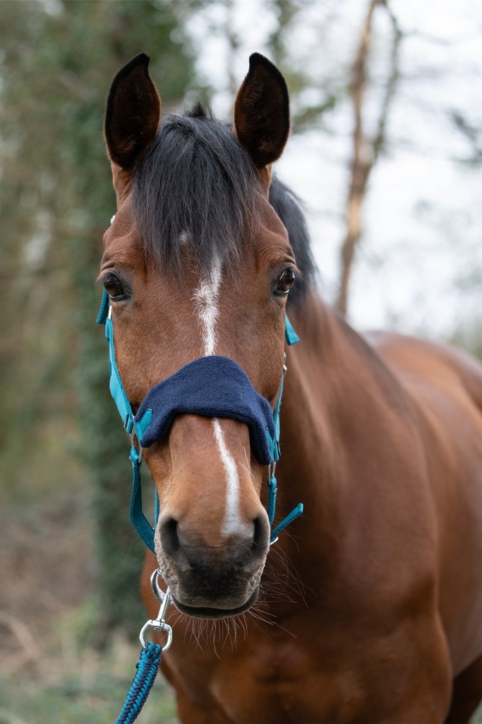 Set de licol mousqueton & fran - Pétrole/navy (10)