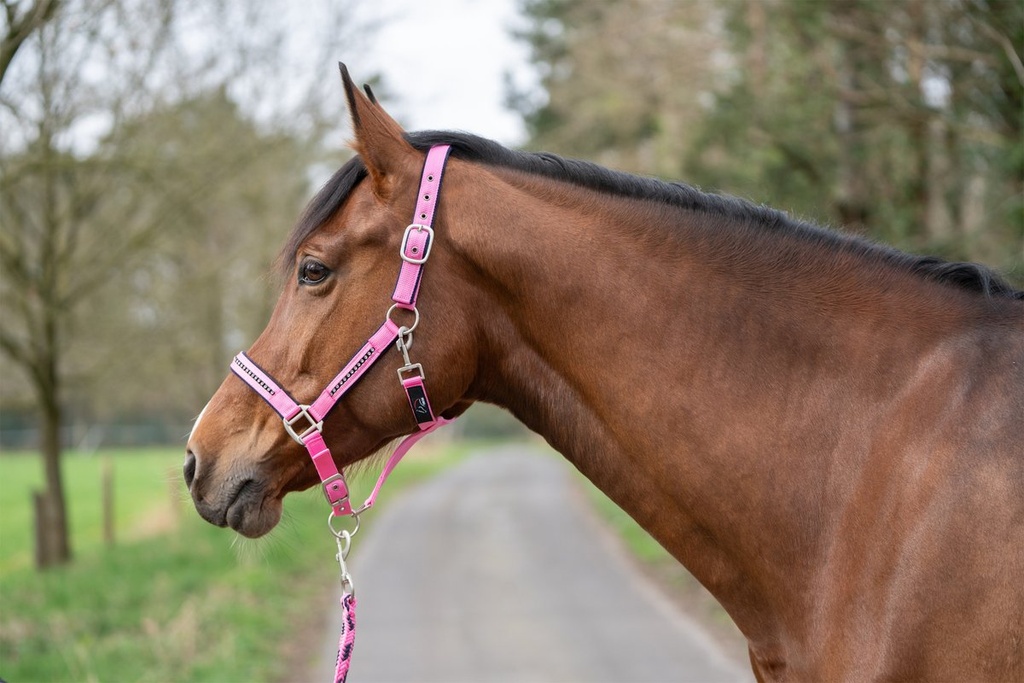 Set de licol mousqueton -Cryst - Fuchia/marine (3)