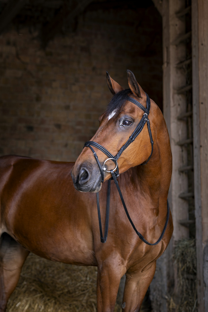 Bridon ERIC THOMAS HYBRID "Confort"