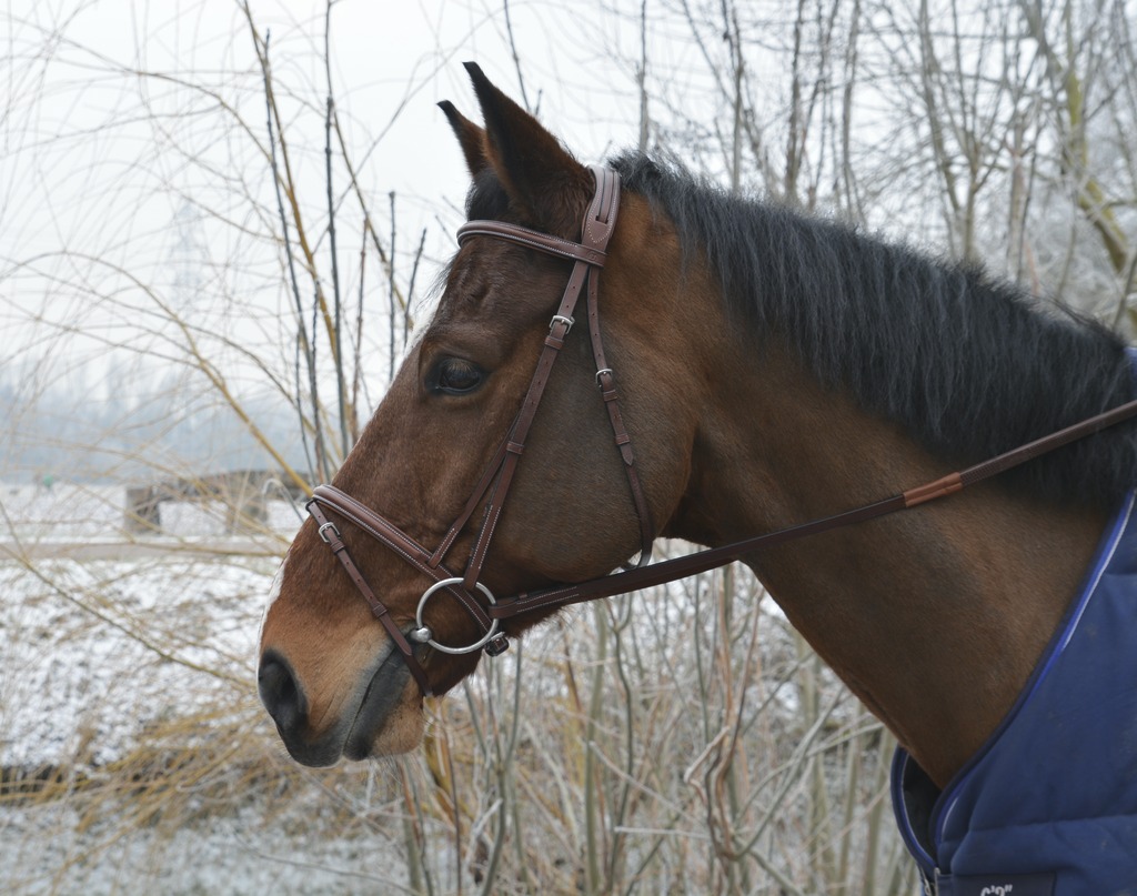 Bridon ERIC THOMAS HYBRID "Confort"