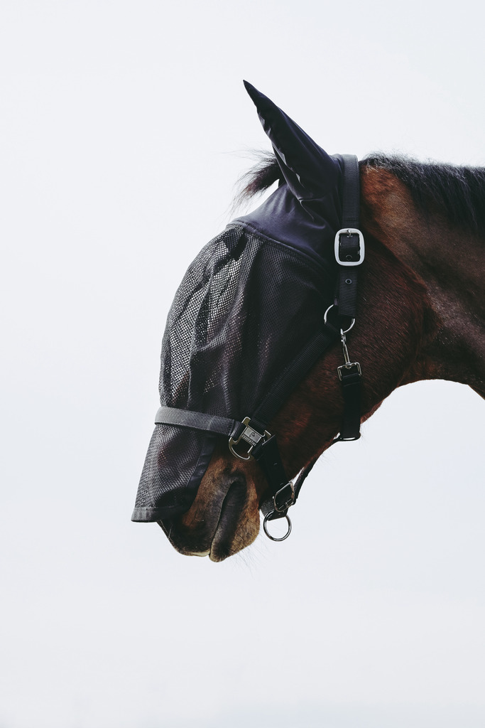 Licol + masque EQUITHÈME