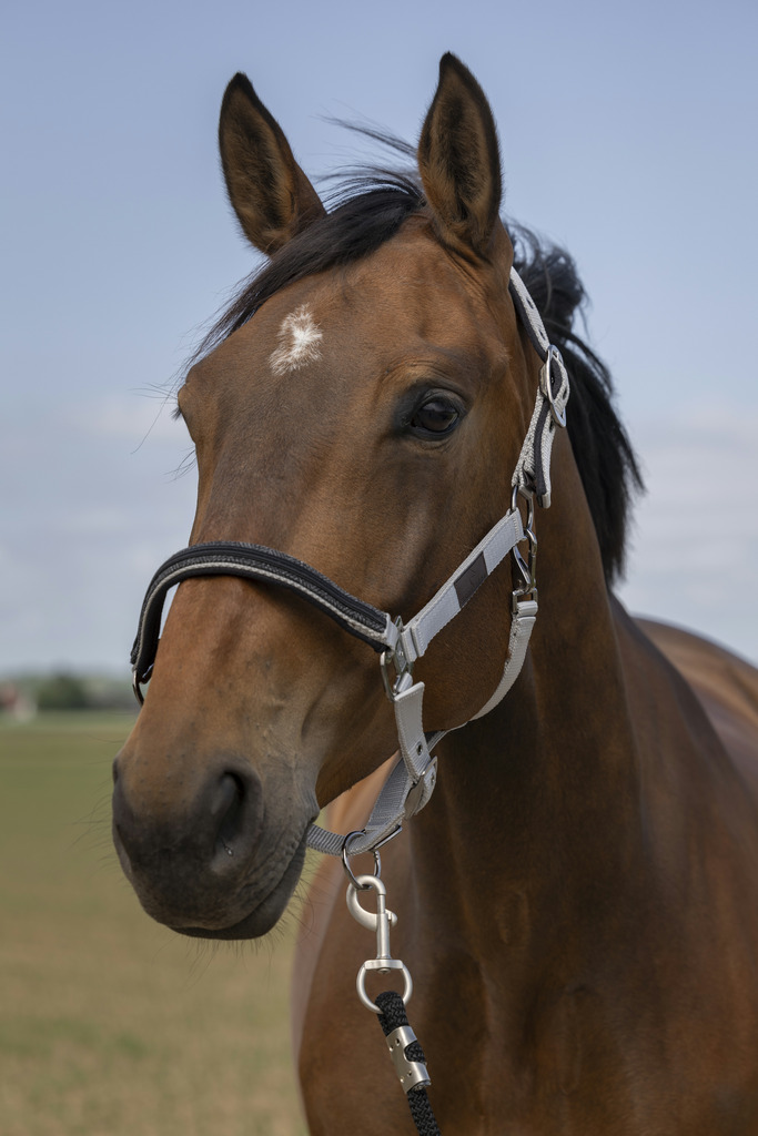 Licol EQUITHÈME "Nylon Chevron"