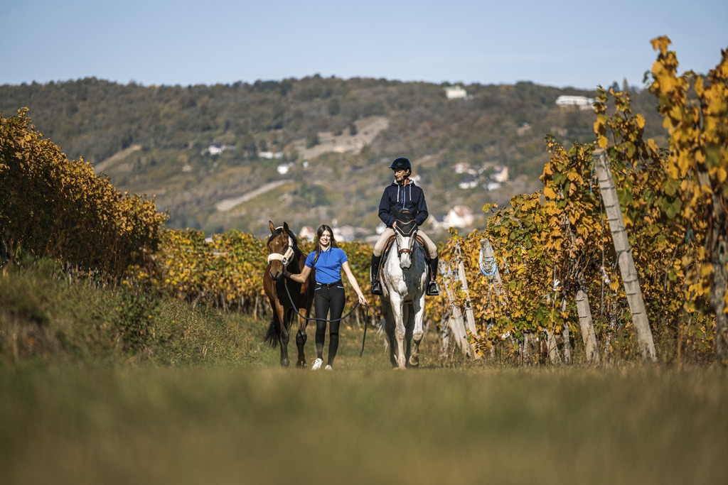 Polo EQUITHEME "Elodie" Manches courtes