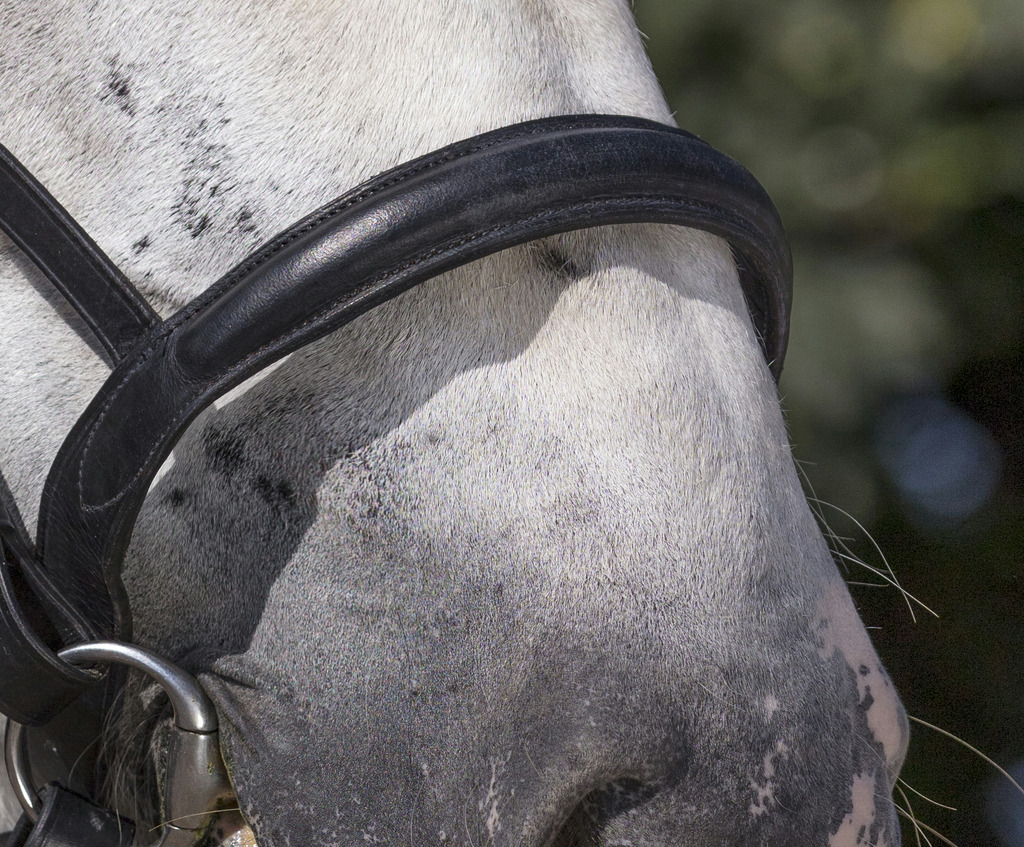 Bridon NORTON CLUB cheval de trait