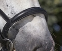 Bridon NORTON CLUB cheval de trait