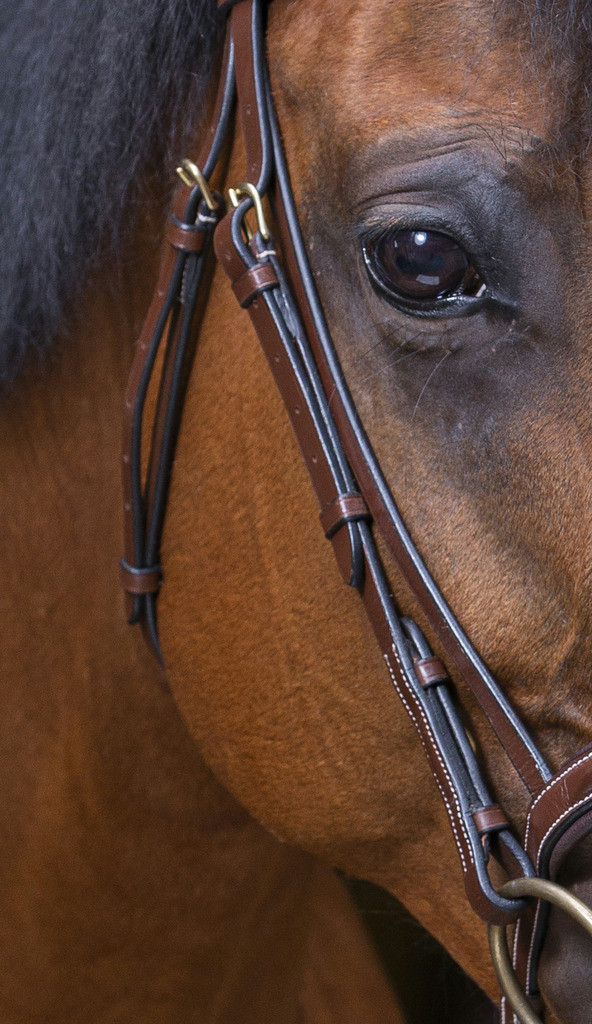 Bridon ERIC THOMAS PRO "Strass"