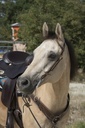 Bridon WESTRIDE by Franck Perret "1 oreille"