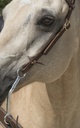 Bridon WESTRIDE by Franck Perret "1 oreille"