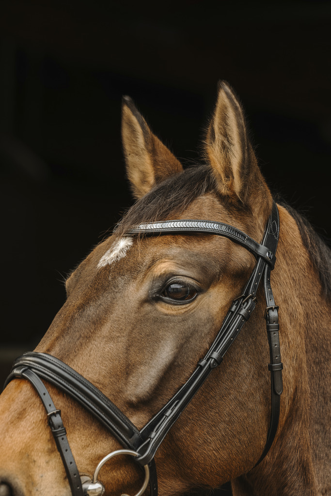 Bridon NORTON PRO "Galon"