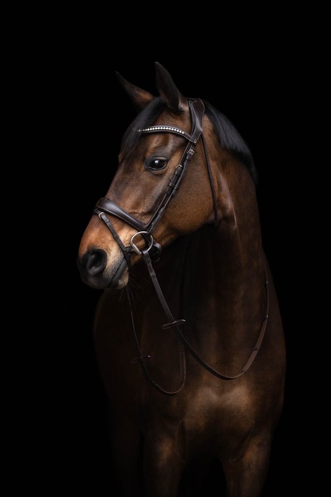 Bridon HKM Arezzo porté sur la tête du cheval