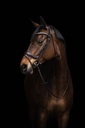 Bridon HKM Arezzo porté sur la tête du cheval