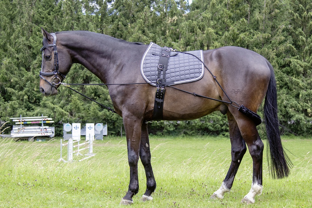Longe de présentation HKM installée sur un cheval