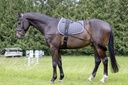 Longe de présentation HKM installée sur un cheval