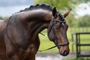 Bridon HKM Carolin porté sur la tête du cheval