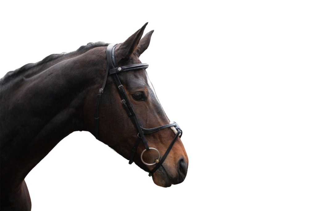 Bridon HKM Carlos porté sur la tête du cheval