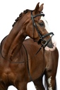 Bridon HKM Jana porté sur la tête du cheval