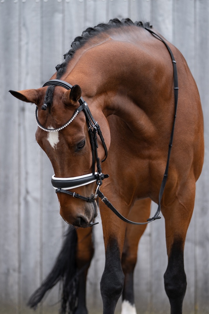 Bridon HKM Flora porté sur la tête du cheval