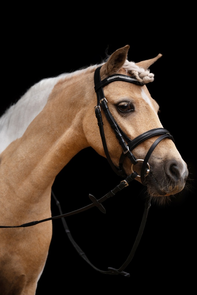 Bridon HKM Little Star porté sur la tête du cheval