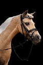 Bridon HKM Little Star porté sur la tête du cheval