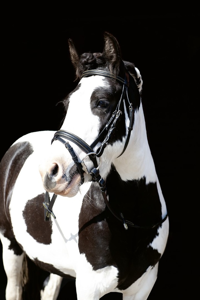 Bridon HKM Lou porté sur la tête du cheval