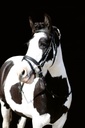 Bridon HKM Lou porté sur la tête du cheval