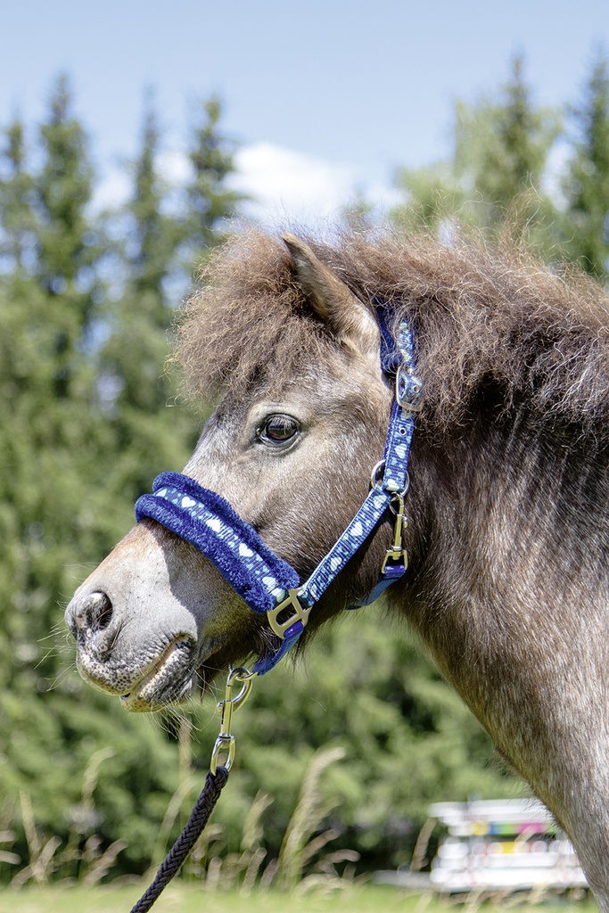 Licol HKM Heart, porté par le cheval