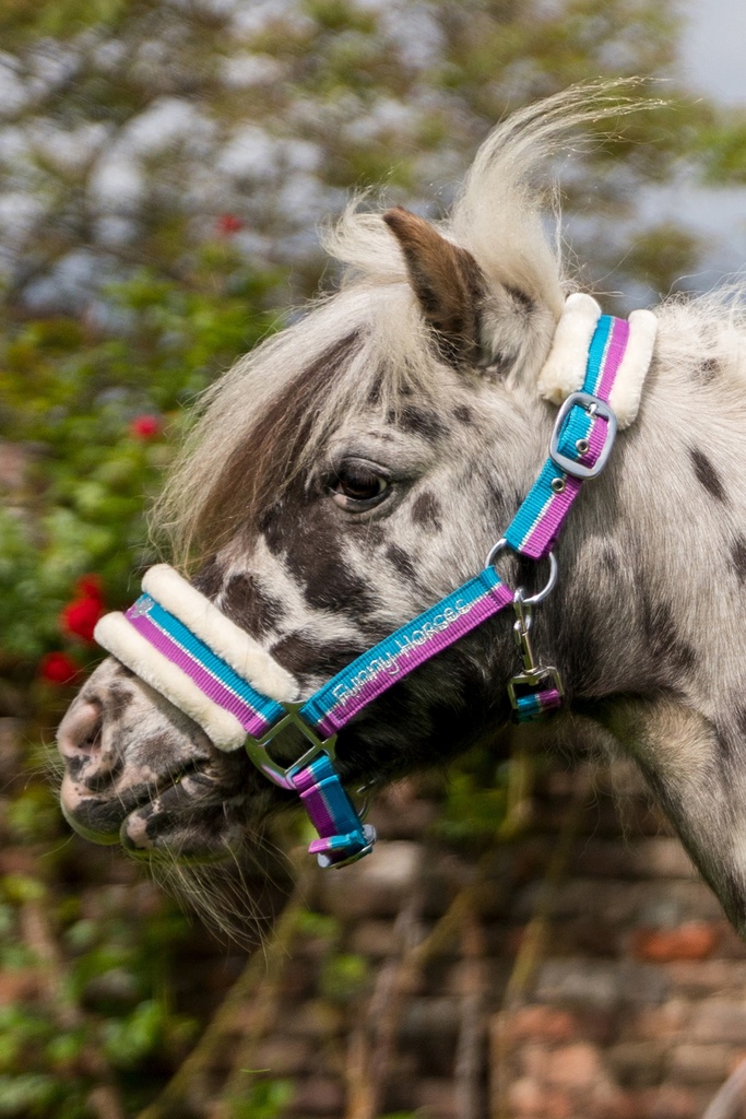 Licol HKM Funny Horses, porté par le cheval