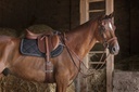 Collier de chasse ERIC THOMAS HYBRID