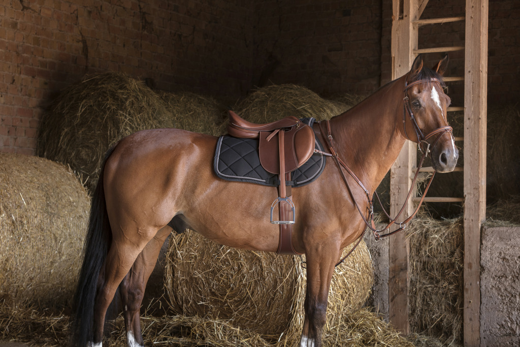 Collier de chasse ERIC THOMAS HYBRID