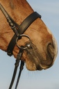 Bridon RIDING WORLD Muserolle large