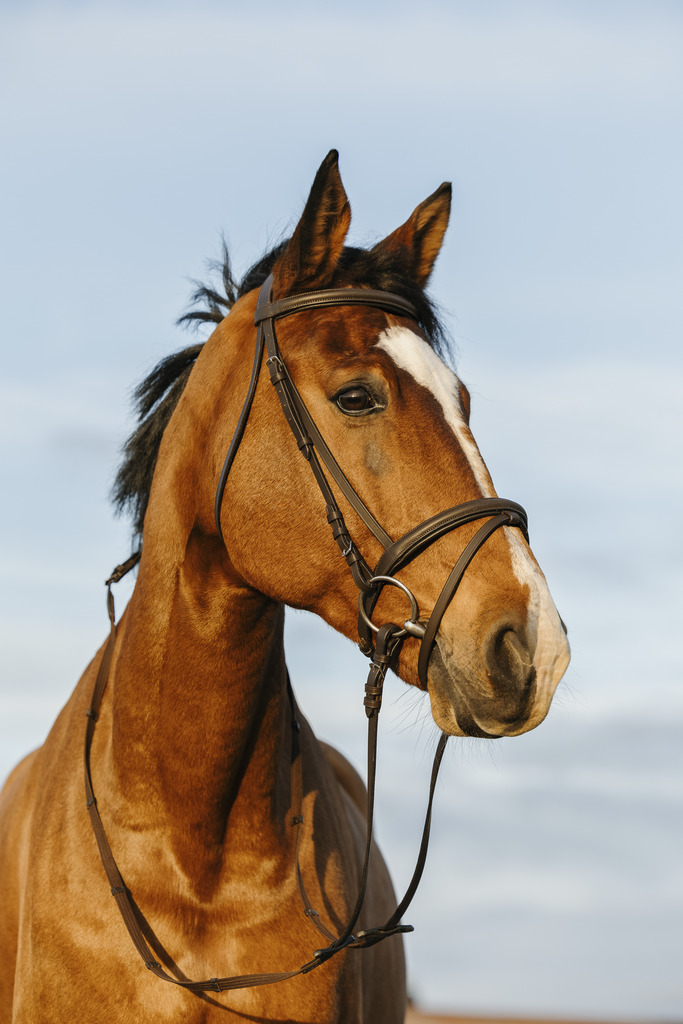 Bridon RIDING WORLD muserolle combinée double