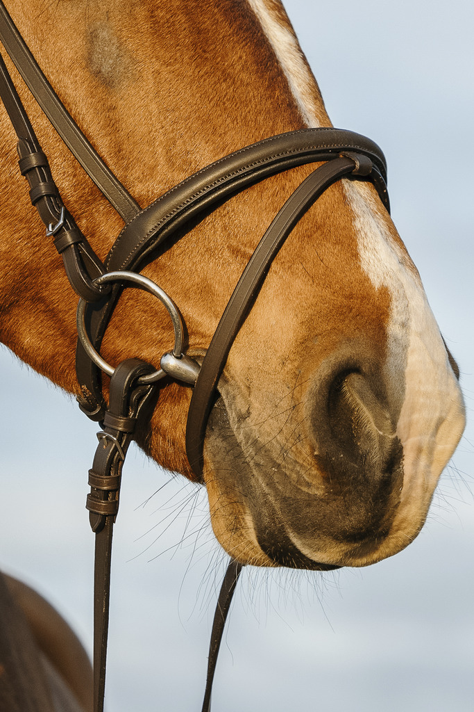 Bridon RIDING WORLD muserolle combinée double