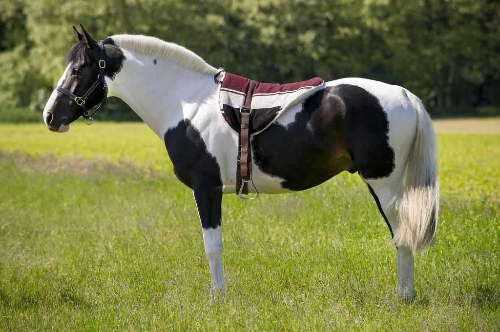 NORTON bareback équitation mat — vue 1