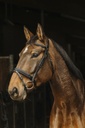 Bridon NORTON PRO "Apophyse"