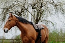 NORTON bareback équitation mat - Kiowa — vue 4
