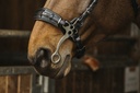 Bridon NORTON PRO "Hackamore"
