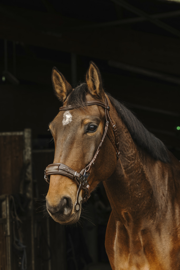 Bridon NORTON PRO "Hackamore"