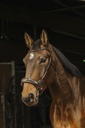 Bridon NORTON PRO "Hackamore"