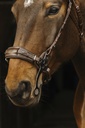 Bridon NORTON PRO "Hackamore"