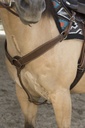 Collier de chasse WESTRIDE by Franck Perret "Billy"
