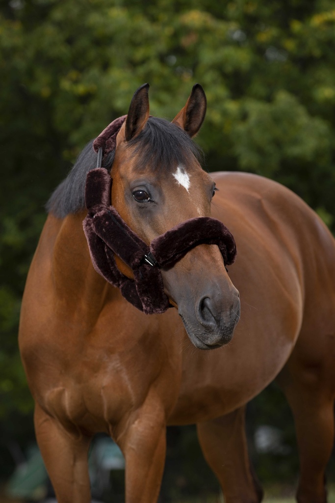EQUITHÈME "Teddy" ensemble licol - vue 1