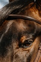 Bridon NORTON - Hunter - vue 3